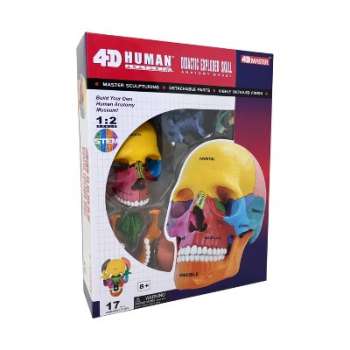 4D LJUDSKA ANATOMIJA -  DIDAKTIČKI MODEL LOBANJE 